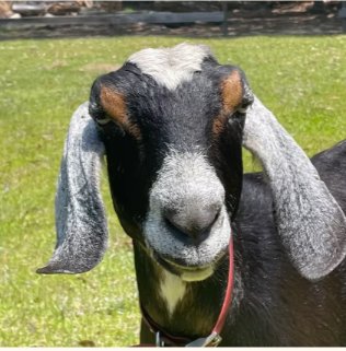 Daufuskie Island Community Farm