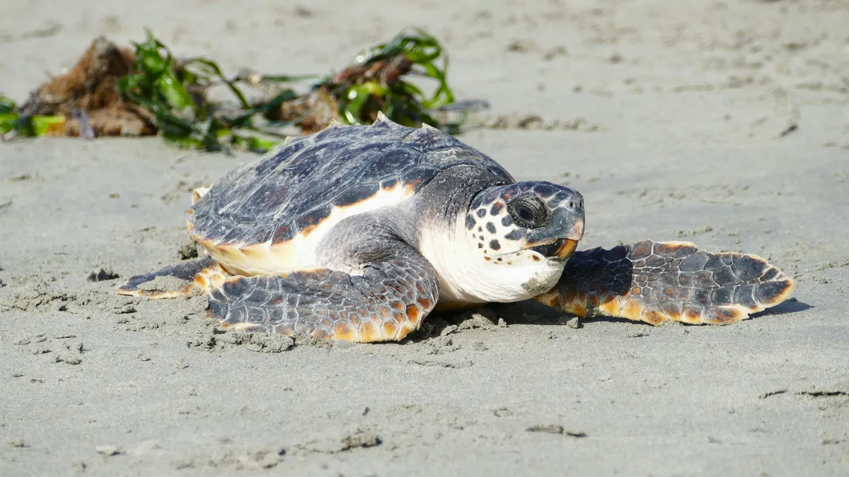 Loggerhead sea turtle on the beach