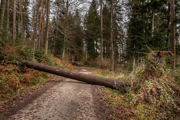 Fallen tree blocking a wooded road after the storm